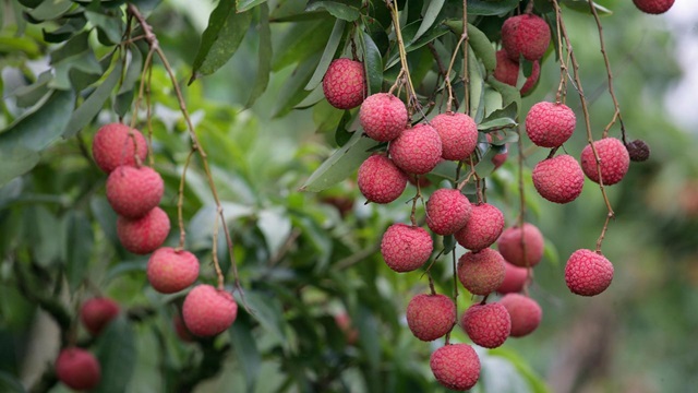 লিচু খাওয়ার উপকারিতা জেনে নিন