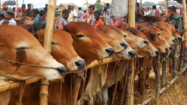 আফতাবনগরে বসানো যাবে না গরুর হাট, আপিলেও আদেশ বহাল