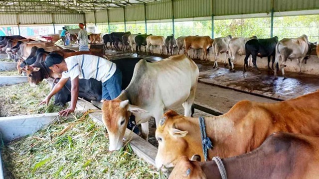 চাঁদপুরে ১৭ হাজার কোরবানির পশুর সংকট