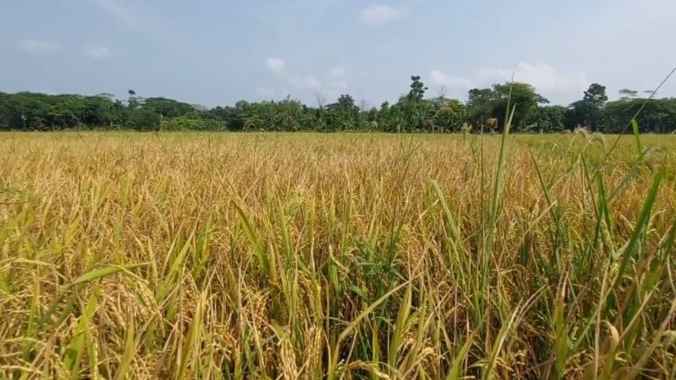 ঝালকাঠিতে বোরোর ফলন ভালো হলেও দাম নিয়ে শঙ্কা