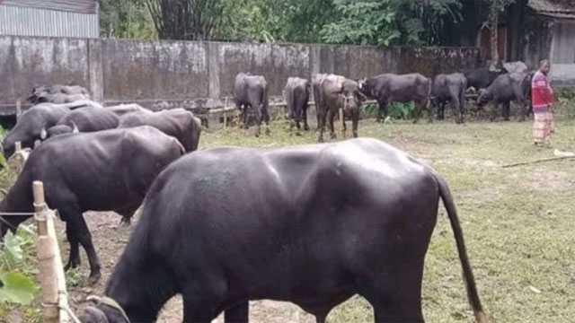 সীমান্তে ভারতীয় ২৩ মহিষ ও ৩ গরু আটক করল বিজিবি