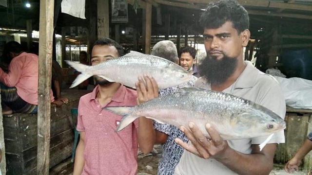 এক ট্রলারেই ৮৭ মণ ইলিশ!