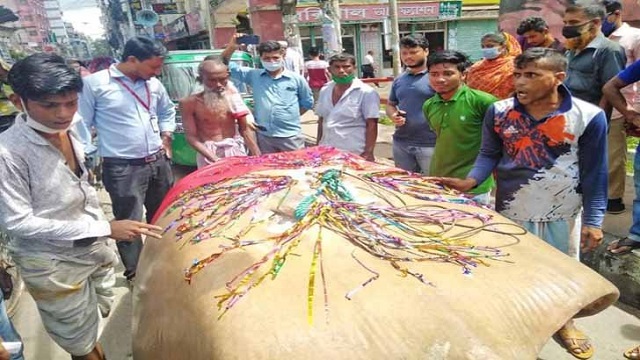 ৫২২ কেজি ওজনের শাপলা পাতা মাছ!