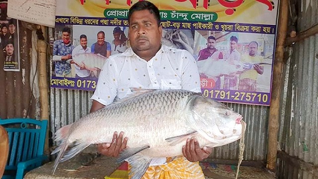 ১৮ কে‌জির কাতল বি‌ক্রি হ‌লো ২৫ হাজারে