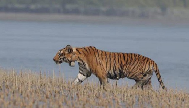 শত কিলোমিটার পথ পেরিয়ে ভারতের বাঘ বাংলাদেশে