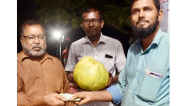 ঝালকাঠিতে নিলামে বিক্রি হলো জাম্বুরা, দাম ৬ হাজার!